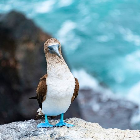 Day 37 - South America Expedition - Isabela to San Cristobal Rebecca Adventure Travel Day 37 - South America Expedition - Isabela to San Cristobal