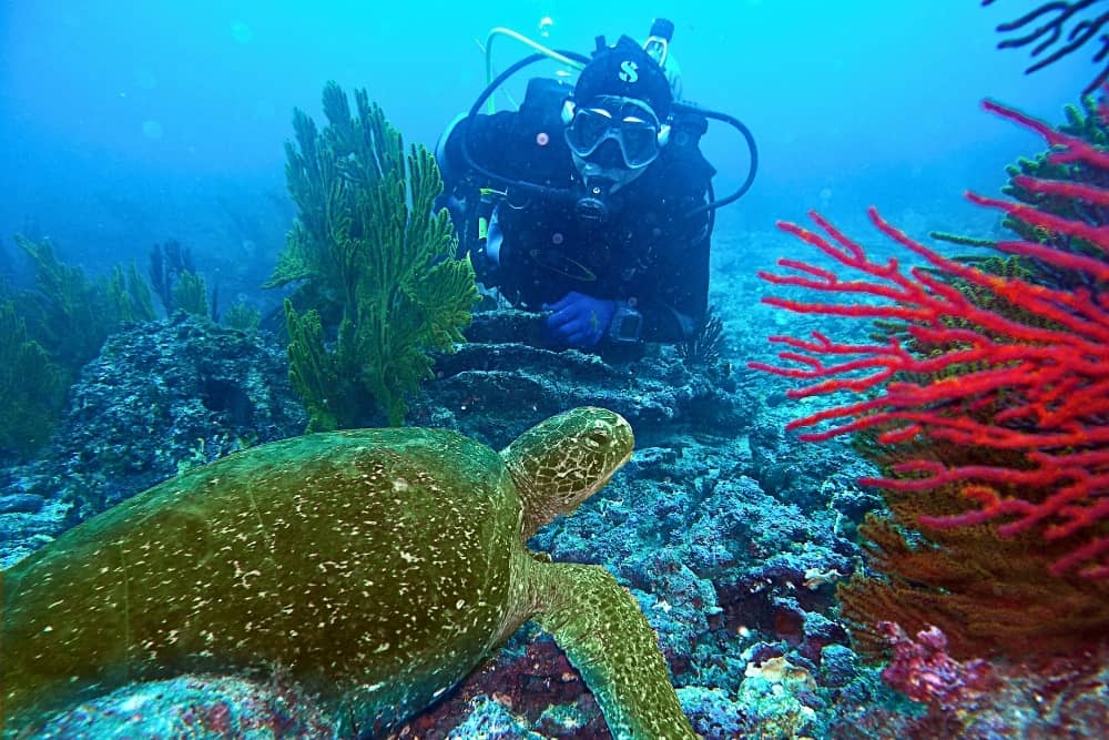 diving with tortoise sea turtle - sucba diving galapagos