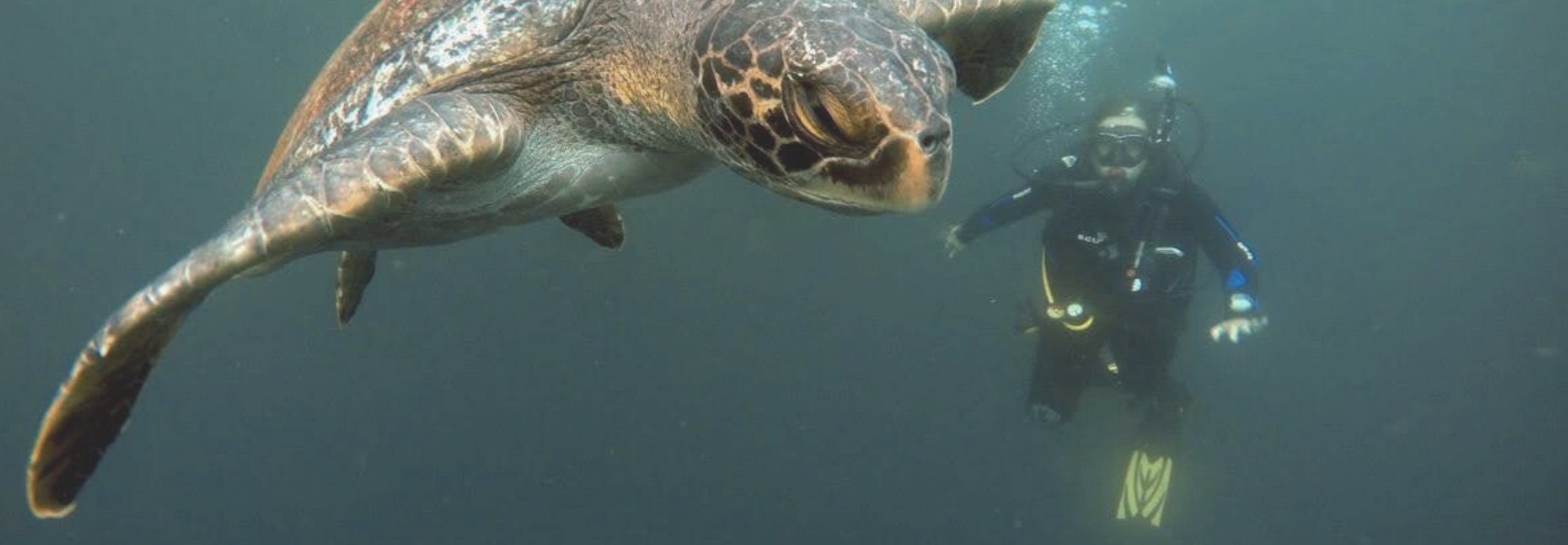 Diving in the Galapagos Islands