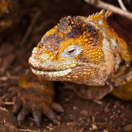 Dragon-hill-galapagos Rebecca Adventure Travel Dragon Hill - Santa Cruz Island - Galapagos Cruise