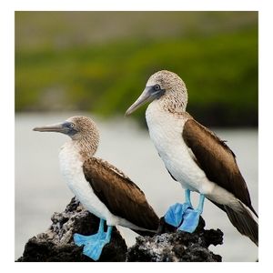 dutch news zutphense lures dutch people to 'unknown south american gem'