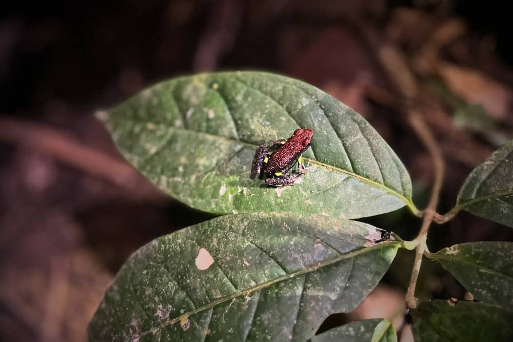 ecuador amazon frog napo ecuador amazon frog napo