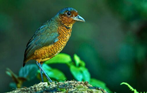 ecuador: leading green destination