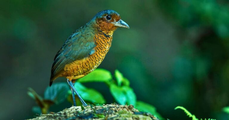 ecuador green destination ecuador: leading green destination