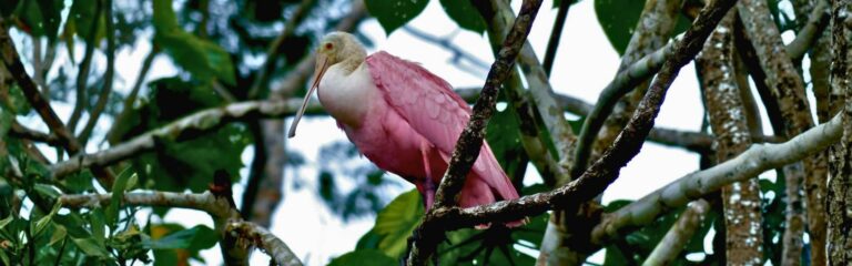 ecuador luxury nature 11-day luxury nature ecuador