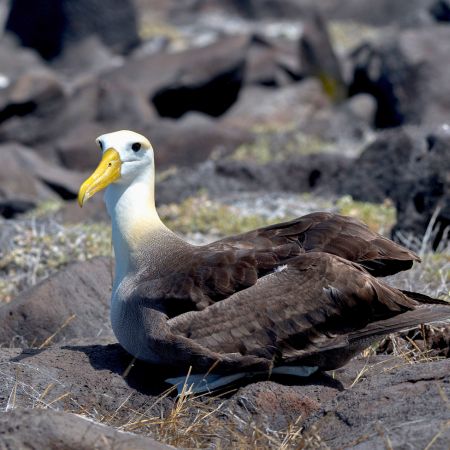 espanola galapagos islands española - galapagos islands