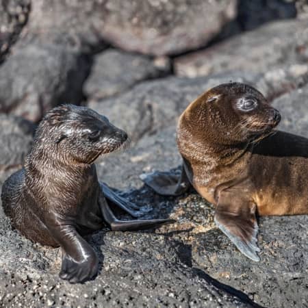 Espinoza-point-Fernandina-Island Rebecca Adventure Travel Espinoza point - fernandina island - galapagos cruise visit