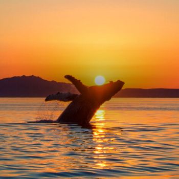 19 day relax ecuador - coastal tours