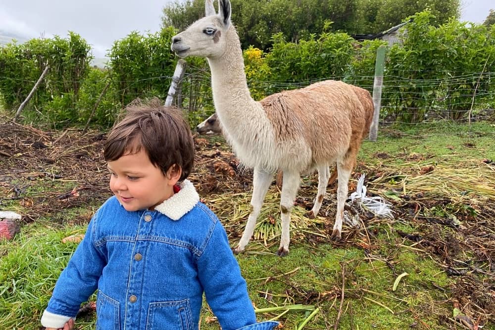 farm hacienda santa ana 1 farm hacienda santa ana