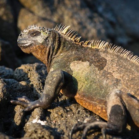 fernandina galapagos islands fernandina - galapagos islands