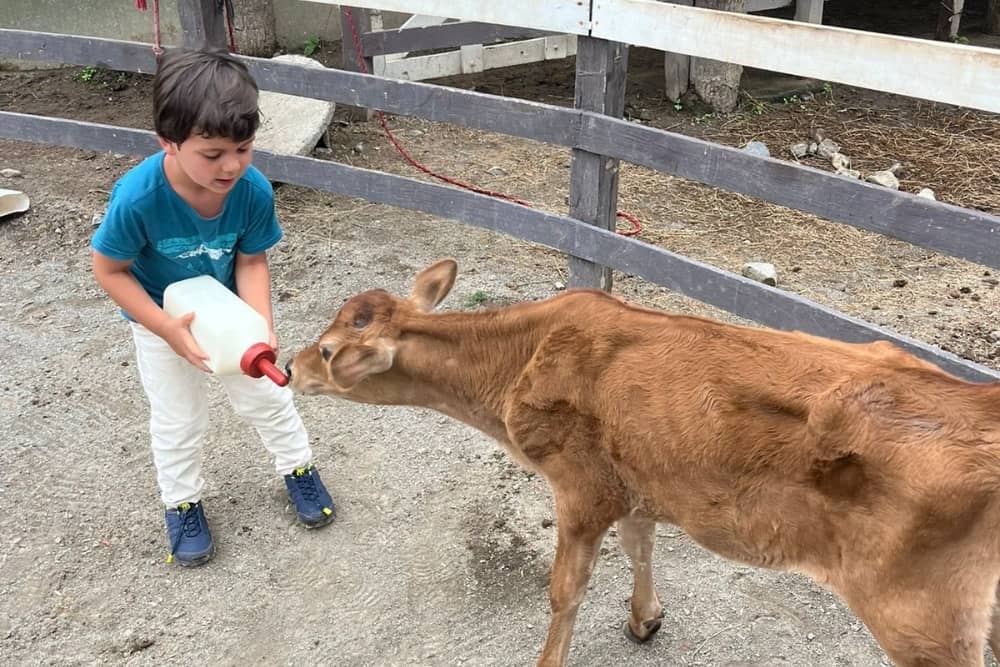 finca tierra madre rebecca's son feeding baby animals at finca tierra madre in costa rica