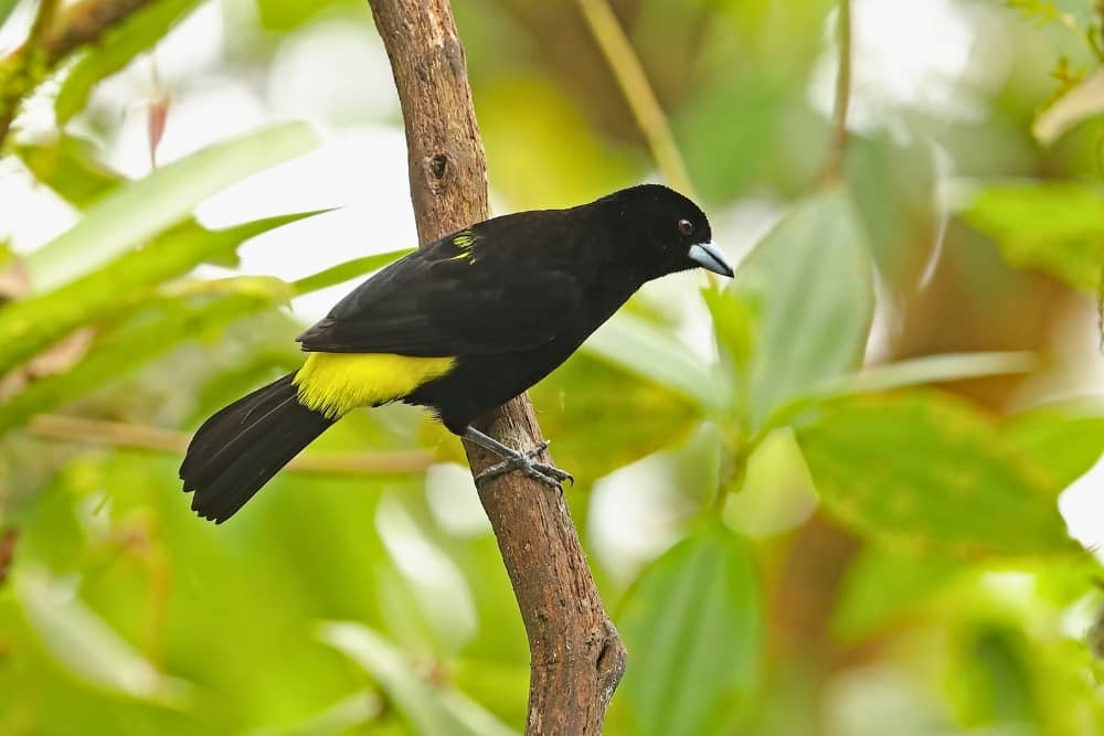 flame rumped 1 flame-rumped tanager - mindo cloud forest