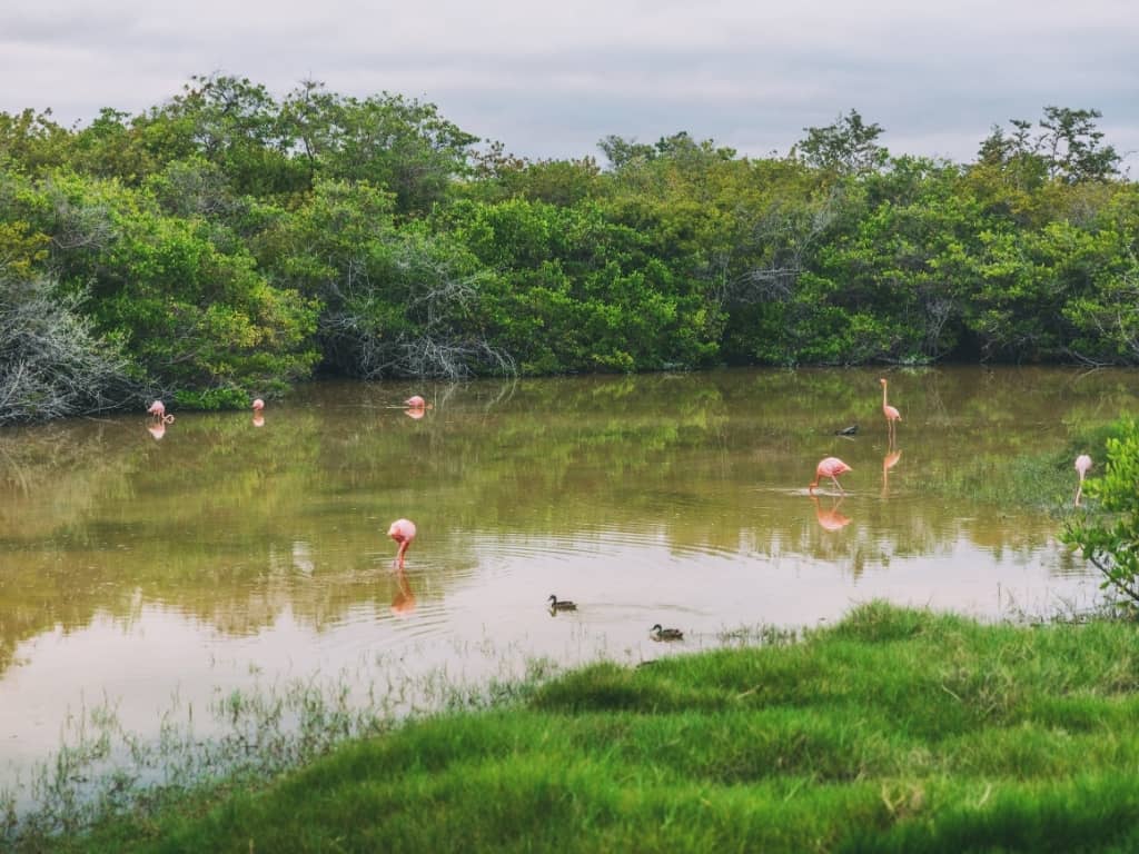 flamingo laggoon isabela island flamingo laggoon at isabela island