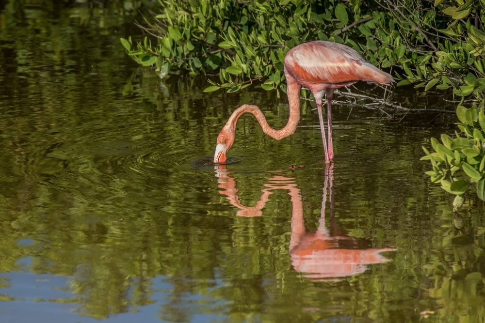 flamingos flamingo