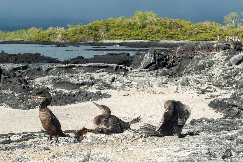 flightless cormorant flightless cormorant.