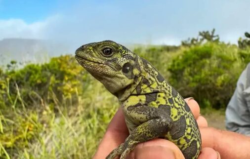 galapagos islands conservation meets adventure