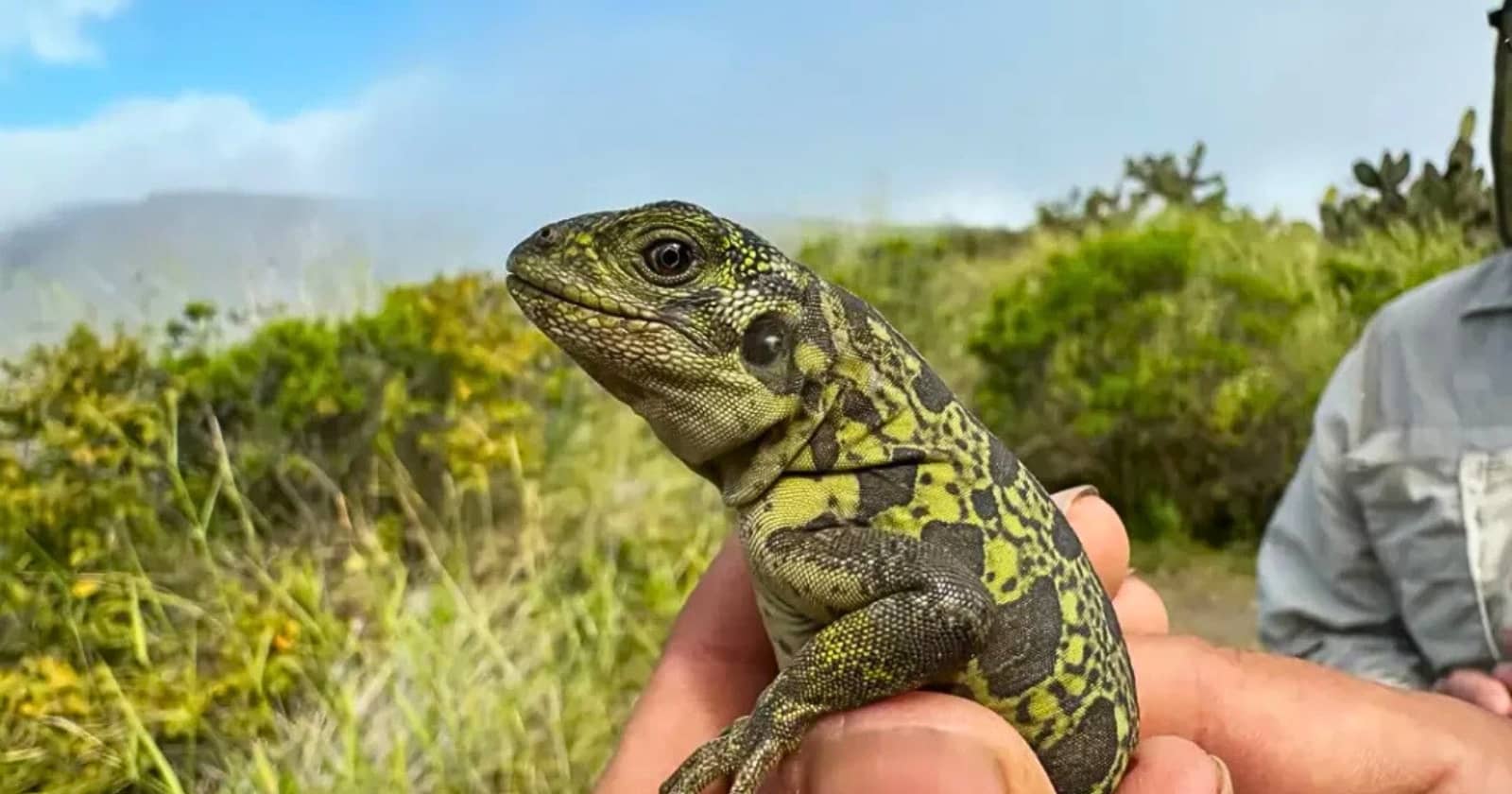 galapagos conservation galapagos islands conservation meets adventure