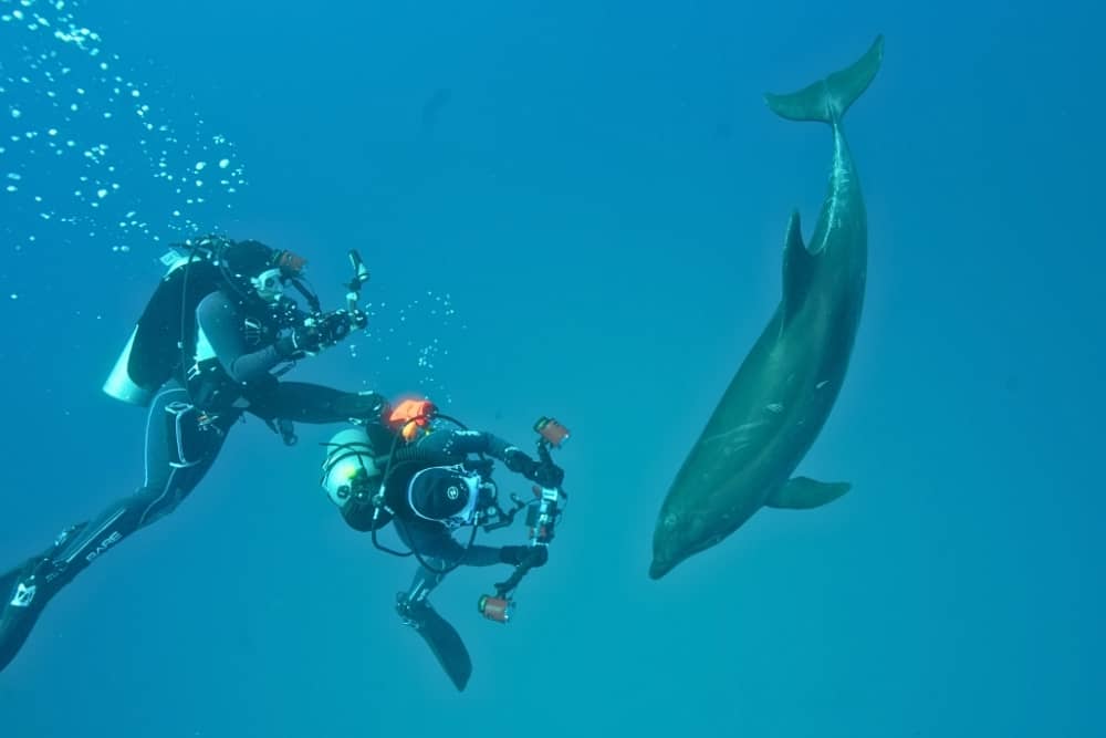 galapagos diving dolphin dolphin swimming alongside divers in the galapagos, showcasing vibrant marine life and clear ocean waters