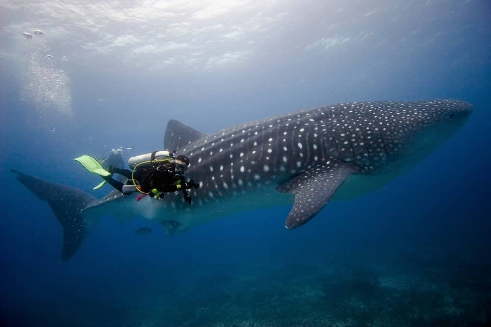 galapagos diving galapagos whale shark ecounter with a whale-shark while scuba diving in galapagos