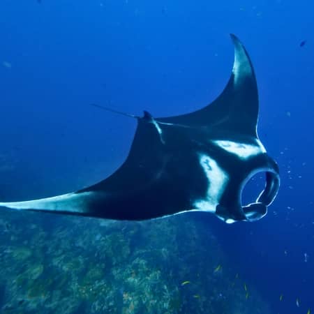 Galapagos-Diving-Mantaray Rebecca Adventure Travel Diving Galapagos - Mantaray