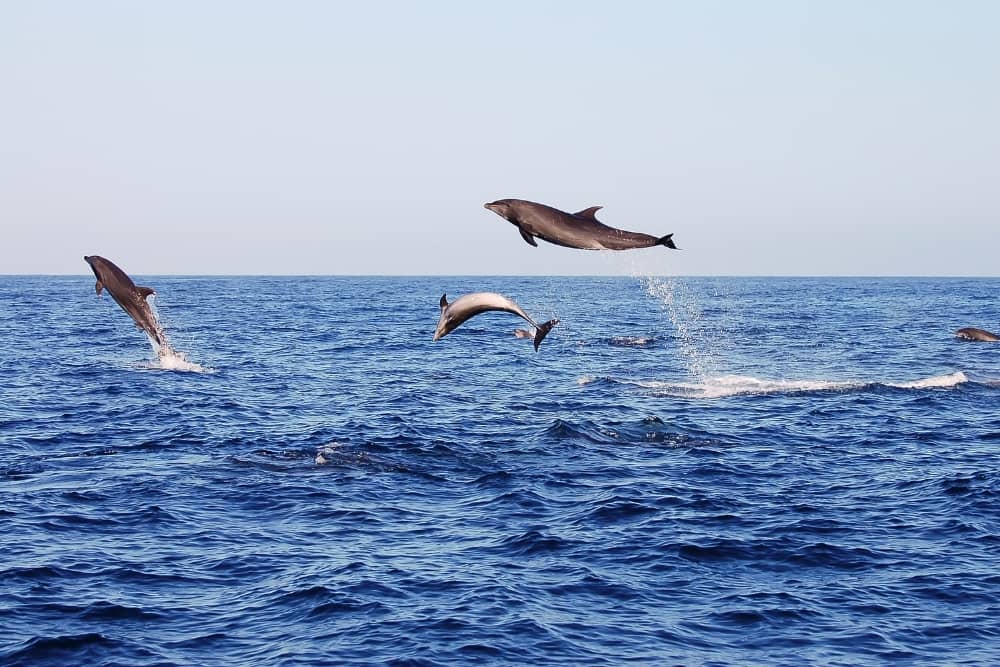 galapagos dolphin 1 1 galapagos dolphin jumping