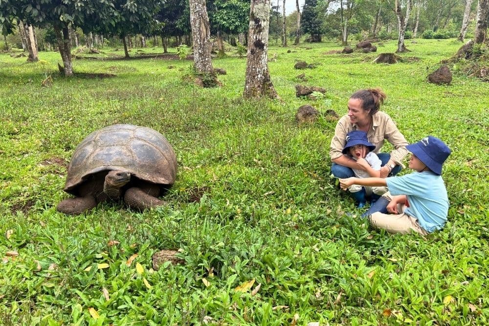 galapagos giant tortoise at rancho primicias kids watching a giant tortoise at rancho primicias on santa cruz island