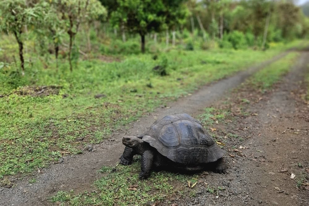 galapagos giant tortoise galapagos giant tortoise.