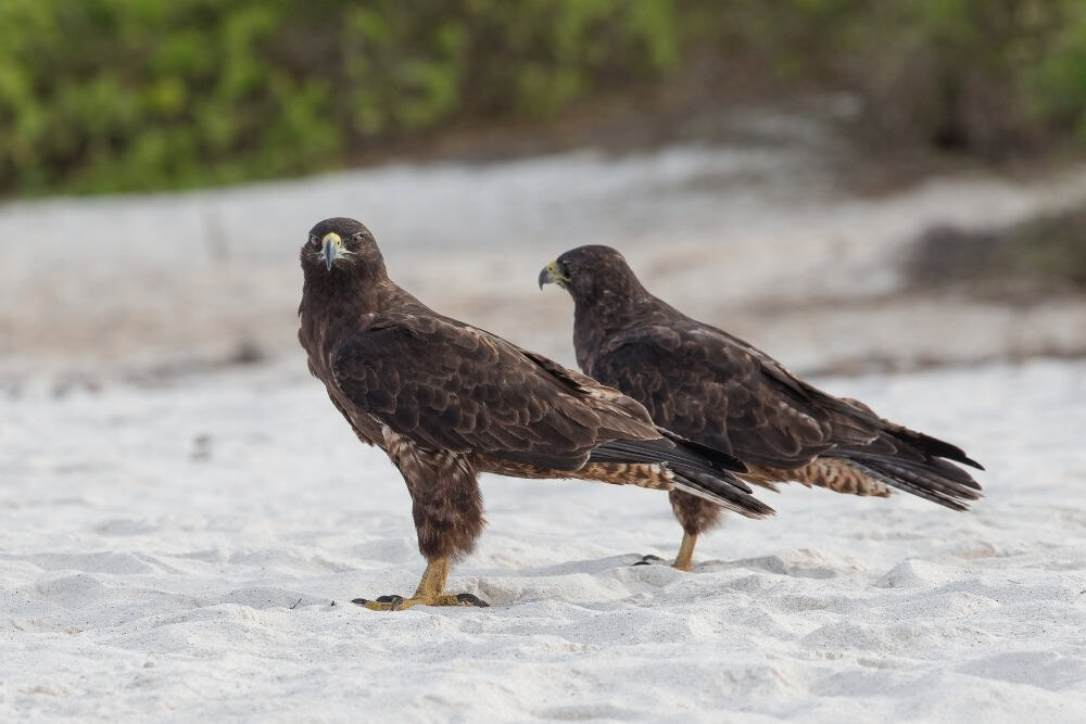 galapagos hawk galapagos hawk.
