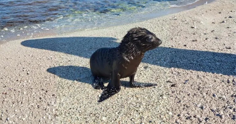galapagos in january sea lion pup sea lion pup resting on a sandy beach during galapagos in january, enjoying warm weather and calm coastal waters.