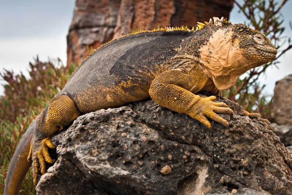 galapagos land iguana galapagos land iguana