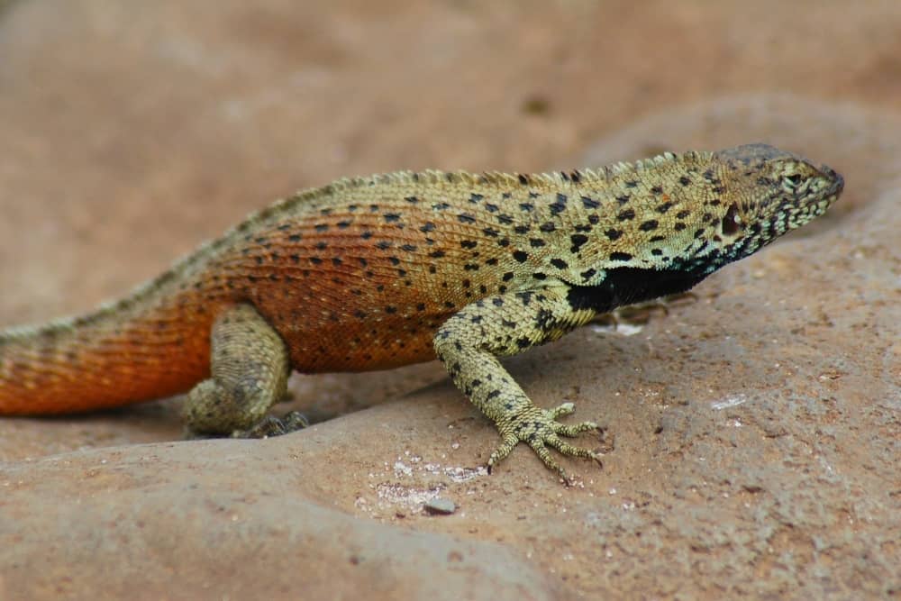 galapagos lava lizard galapagos lava lizard