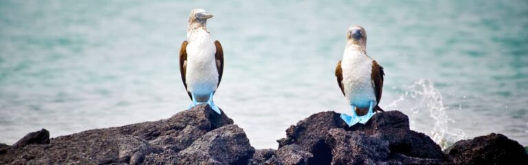 galapagos luxury safari 7 day luxury safari