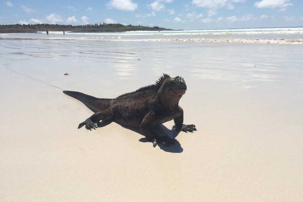 galapagos marine iguana galapagos marine iguana