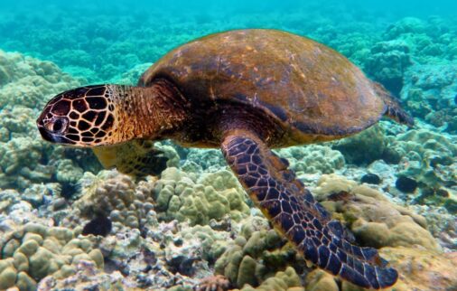 galapagos marine reserve