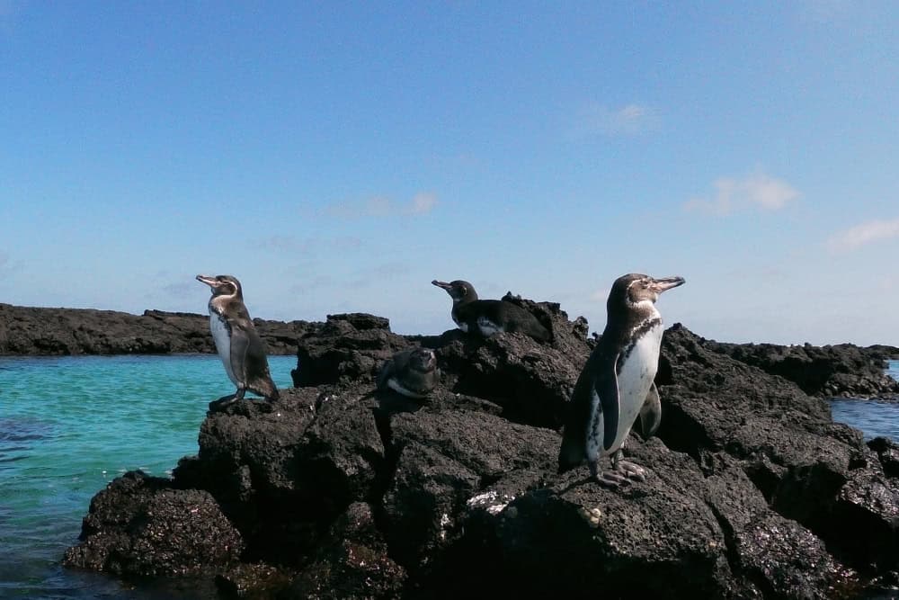 galapagos penguins galapagos penguins