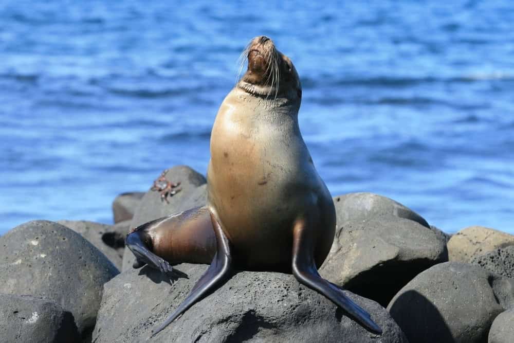 galapagos sea lion galapagos sea lion.