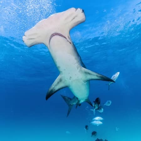 Galapagos-Shark-Hammerhead-shark Rebecca Adventure Travel Diving Galapagos - Tintoreras Galapagos Shark - Hammerhead shark