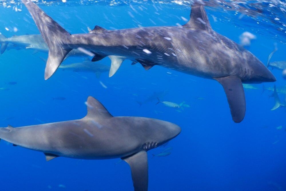 galapagos shark galapagos shark