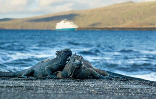 galapagos islands cruises wildlife encounters