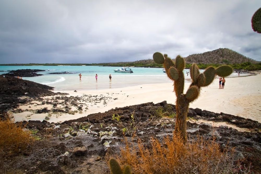 garrapatero beach santa cruz island galapagos white sand, turquoise water, and cactus landscape at playa el garrapatero on santa cruz island in galapagos.