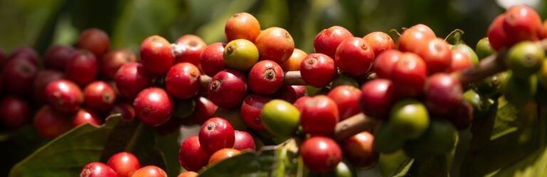 geniune coffee experience geniune coffee experience