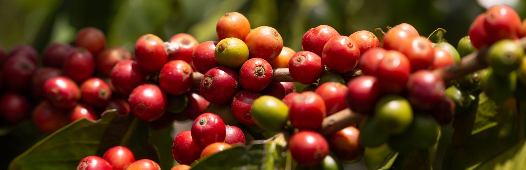 Geniune Coffee Experience