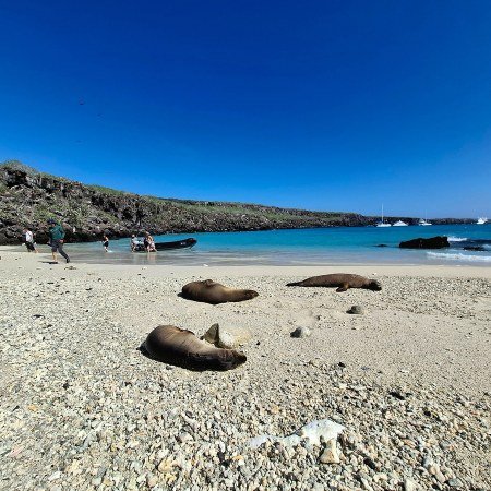 genovesa galapagos islands genovesa - galapagos islands