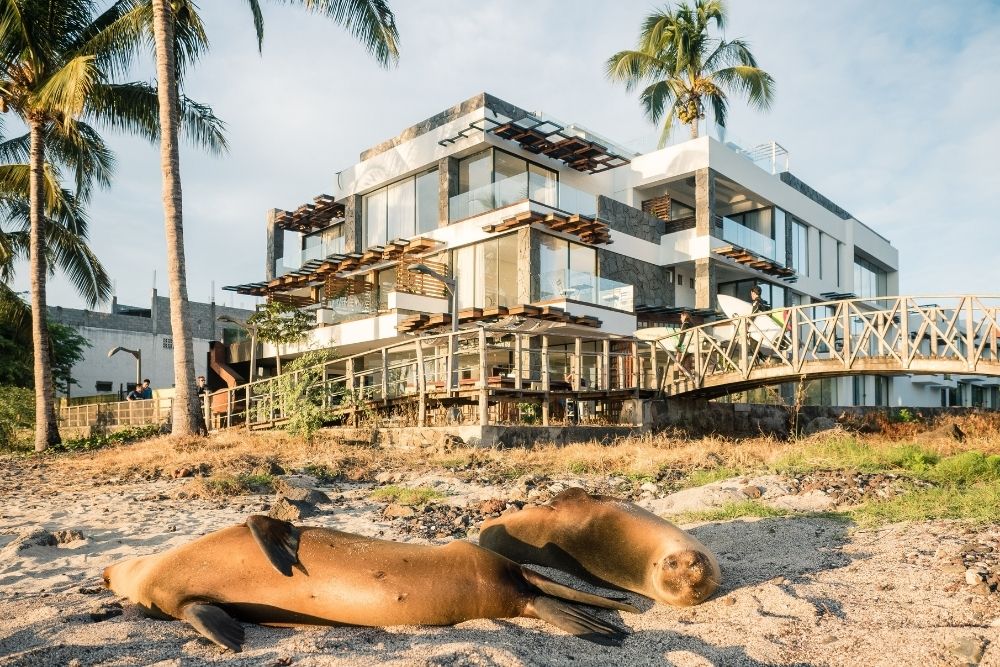 golden bay galapagos sea lions resting on the beach in front of golden bay hotel, a wildlife rich stay at luxury hotels in galapagos.