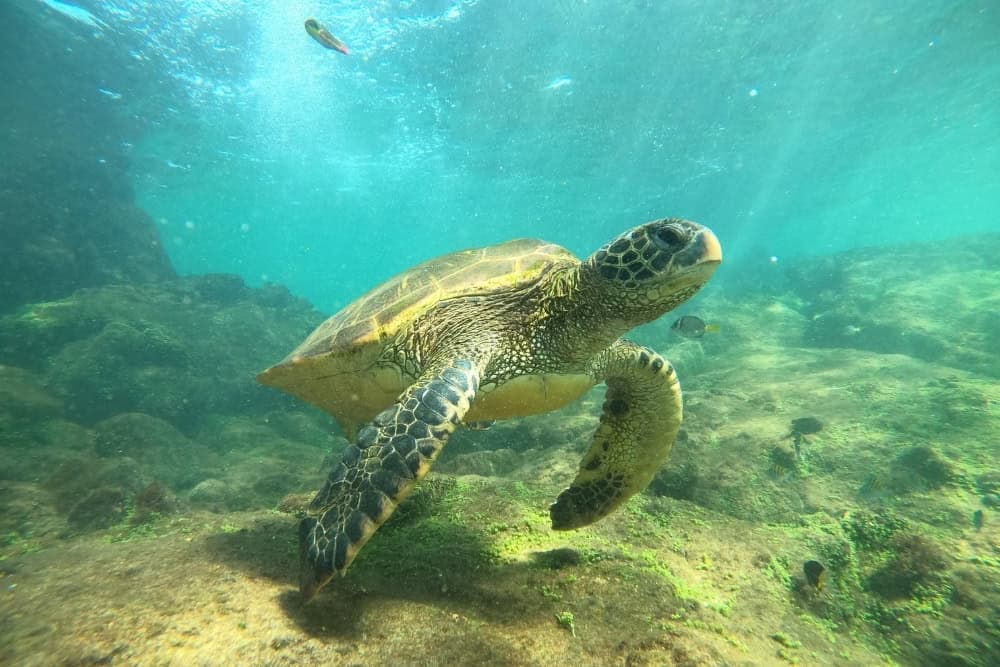 green sea turtle green sea turtle