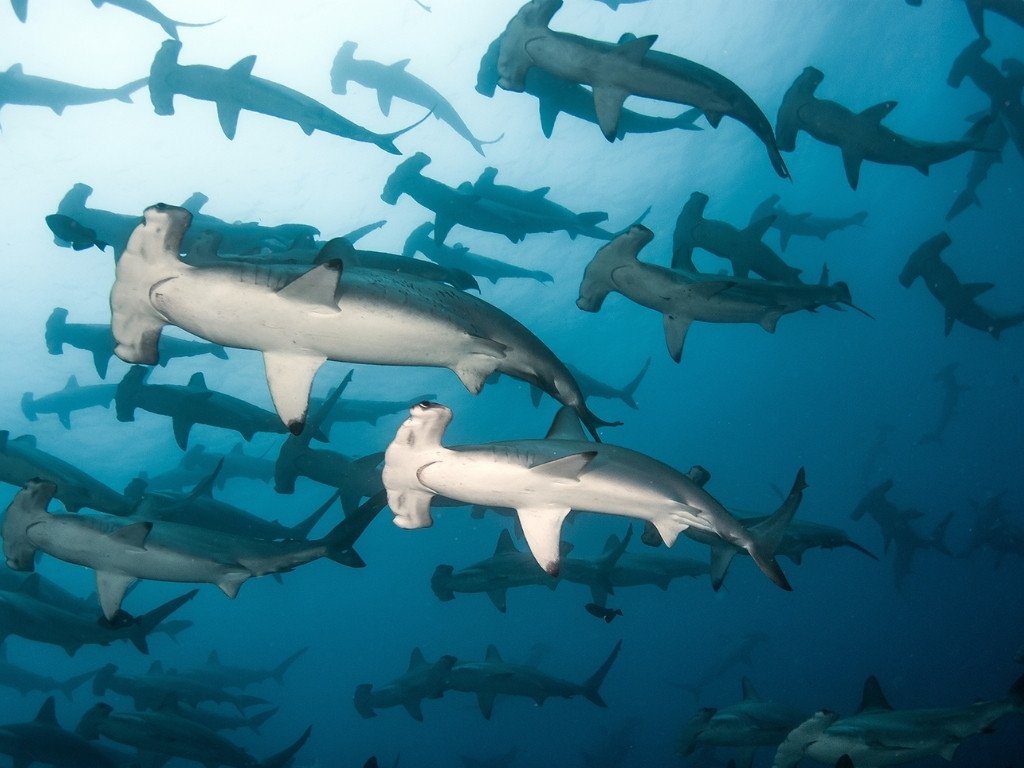 hammer sharks while diving galapagos snorkeling with galapagos shark