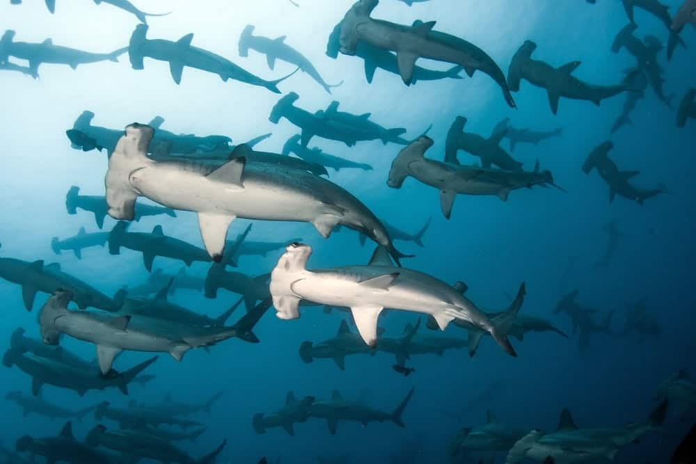 hammerhead shark hammerhead shark
