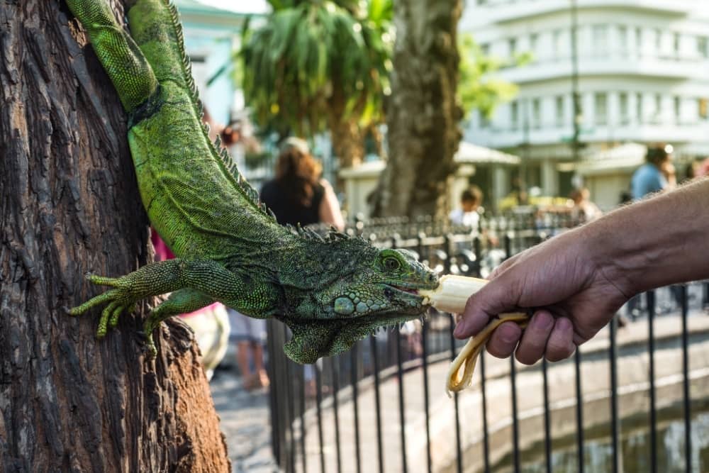iguana park guayaquil iguana park - guayaquil