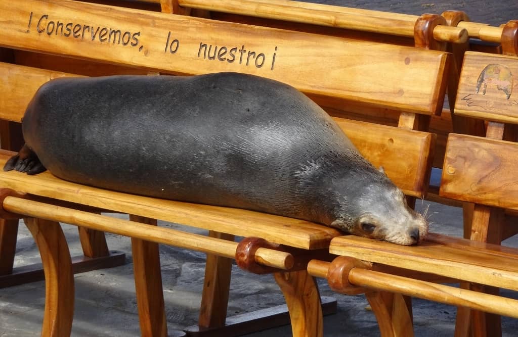 isabela island malecon 1 isabela island malecon