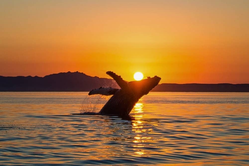 isla de la plata manta 1 isla de la plata - manta